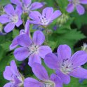 Geranium sylvaticum fleur